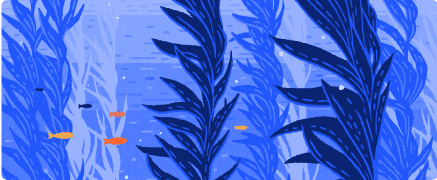 Kelp farming